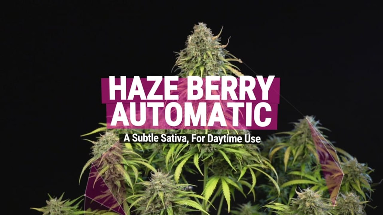 Haze Berry Auto Strain Review