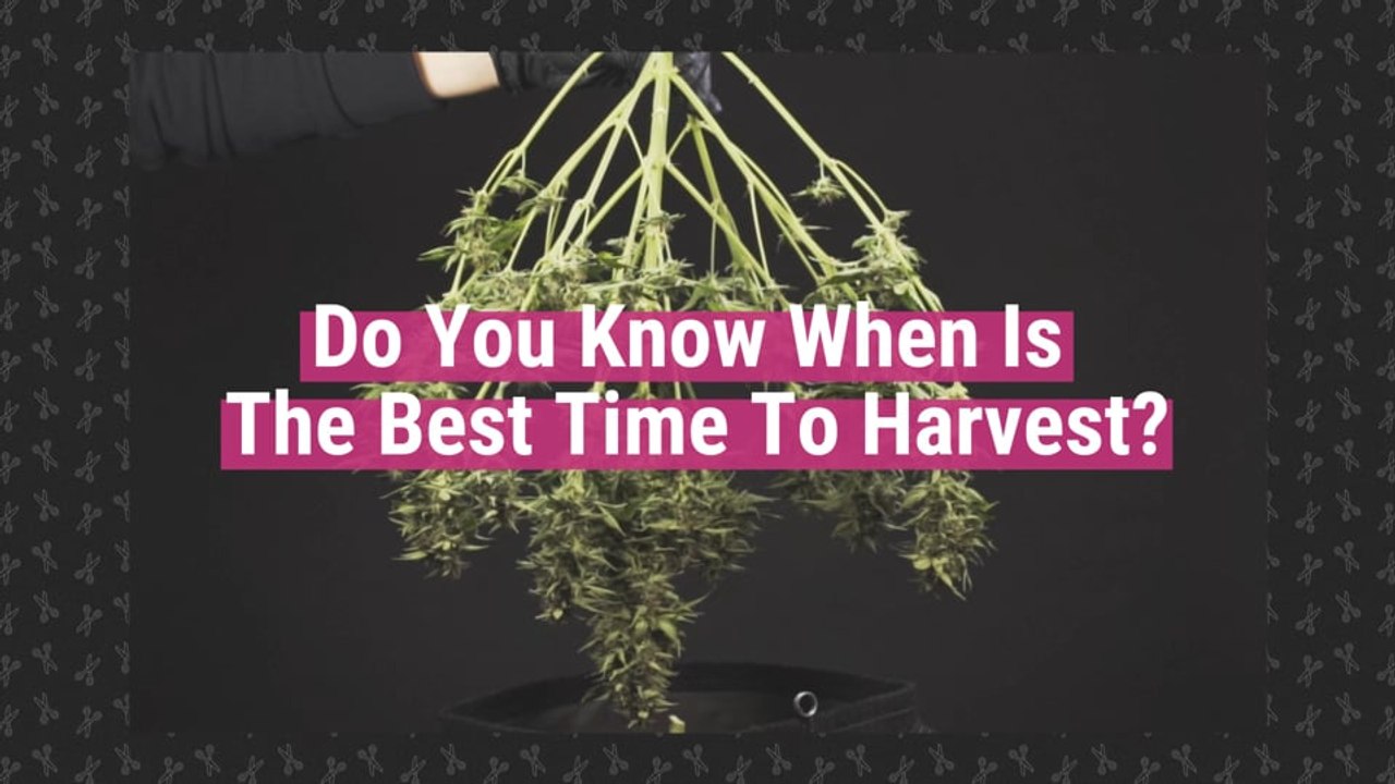 When and How to Harvest Cannabis Plants