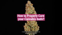 Hoe hard je cannabistoppen uit?