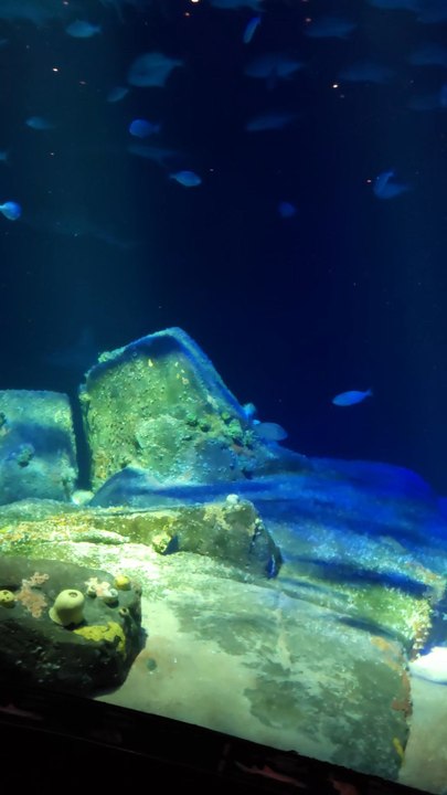 CONEY ISLAND AQUARIUM