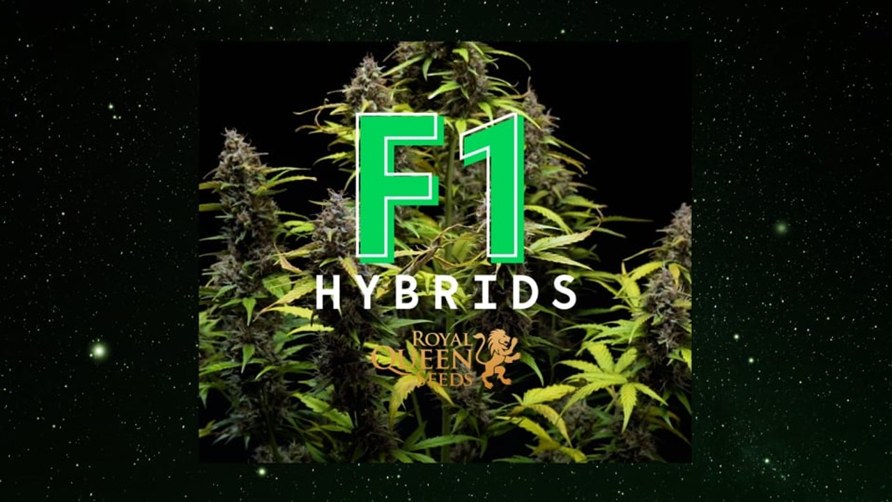 F1 Hybrids Cannabis Seeds by RQS