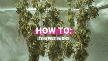 Trimming Your Cannabis Buds: Wet Trimming Vs Dry Trimming