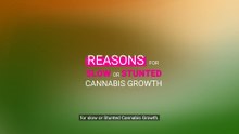 Slow Cannabis Plant Growth And What You Can Do About It