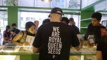 Royal Queen Seeds Bangkok - Store Opening