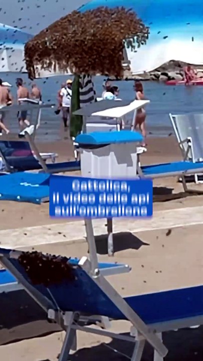 Cattolica, il video delle api sull'ombrellone