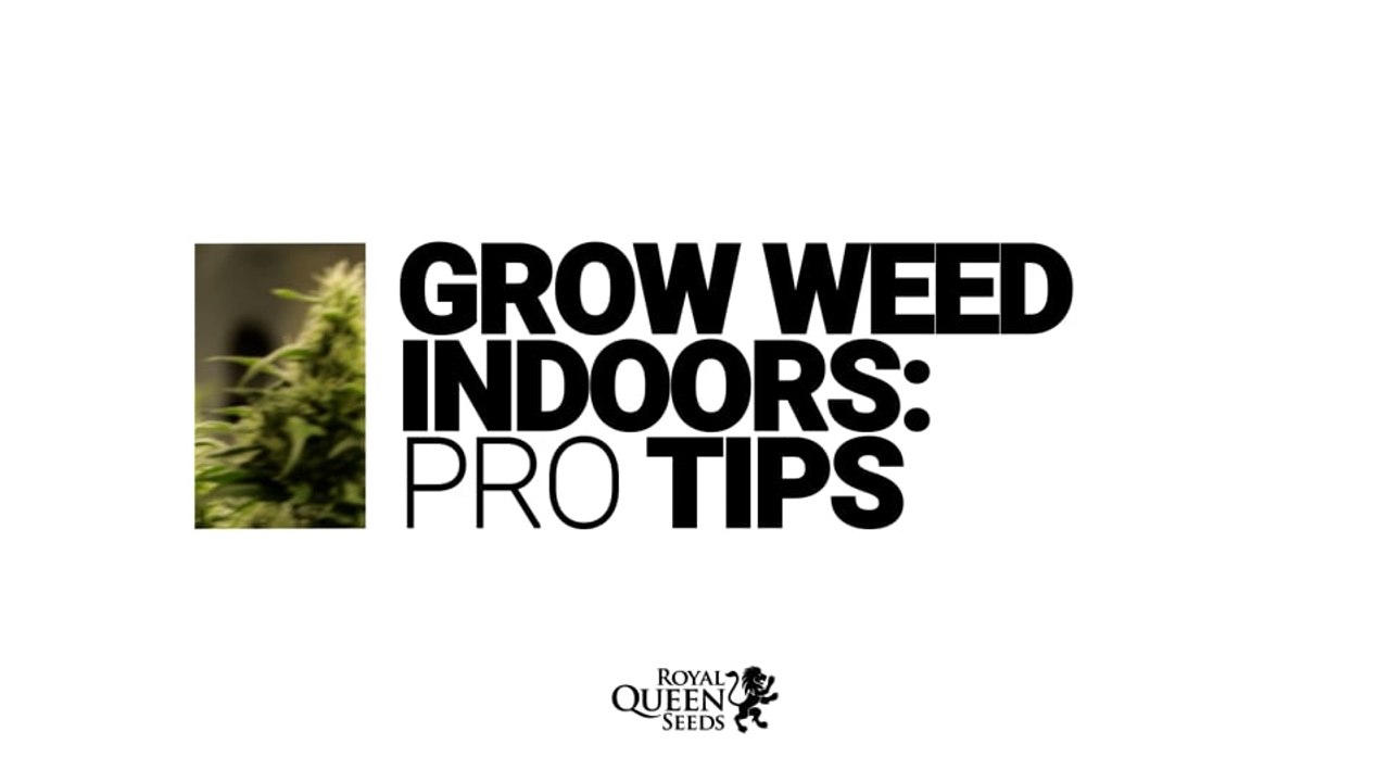 Grow Weed Indoors: Pro Tips