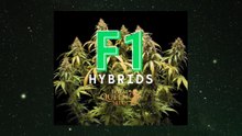 F1 Hybrids Cannabis Seeds by RQS. CZE SUB