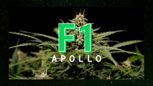 Apollo F1 Hybrid Cannabis Seeds Review