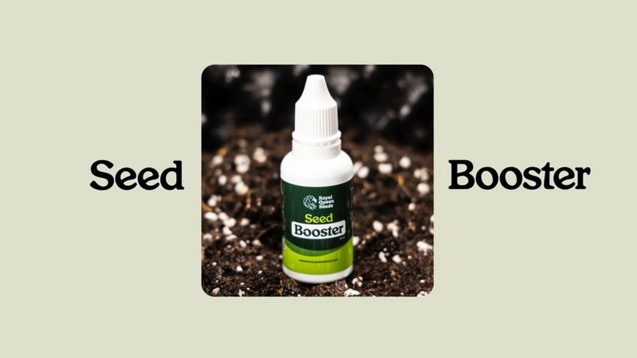 Cannabis Seed Booster | Faster, Stronger Germination