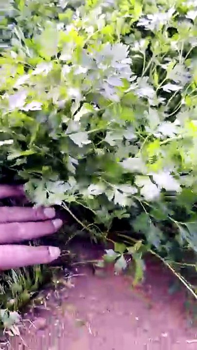 The parsley is ready, waiting for the customer.