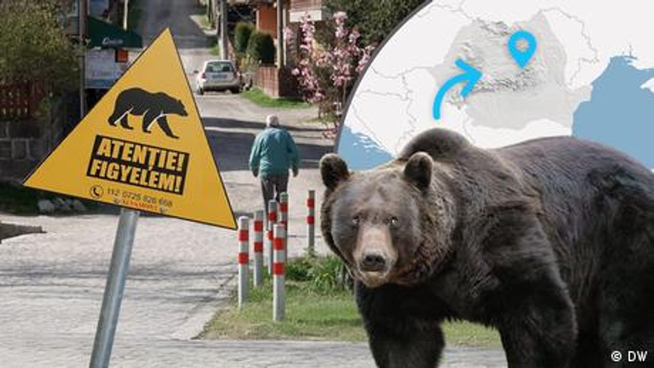 Leben mit Bären: Wie eine rumänische Stadt sich schützt