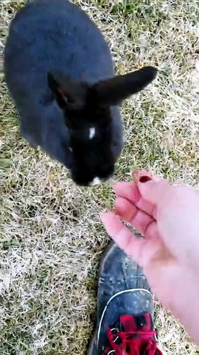 A baby void floof wanders up in the middle of treat time. | #SparklegleamFarm #Bunny #farm #rabbit #farmanimals #cute