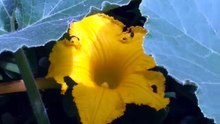 カボチャの花