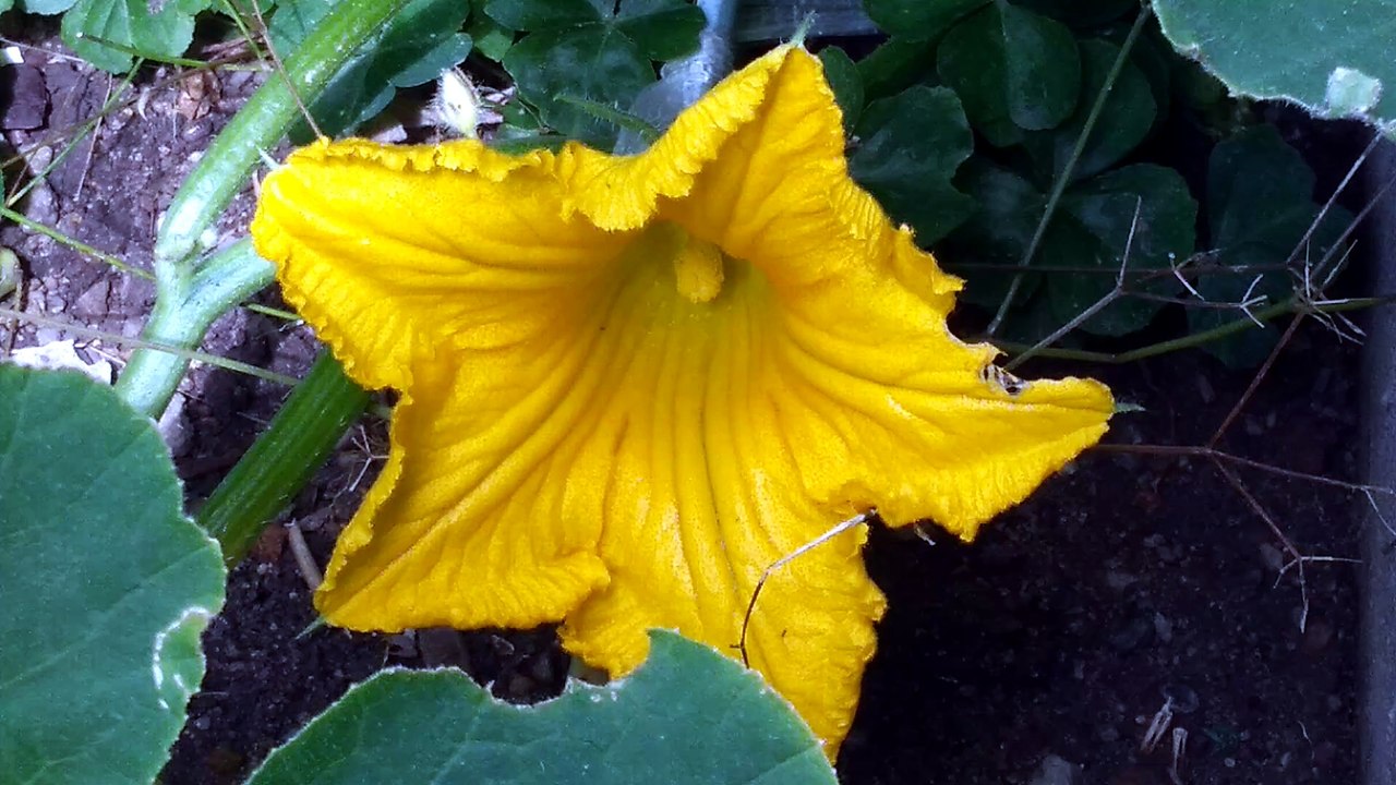 カボチャの花
