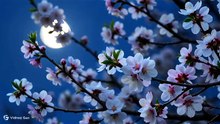 夜桜と満月