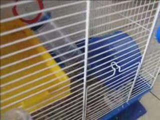 BB hamsters à 27 jours