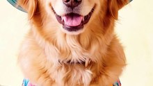 ¿Viajas con tu perro? Estos consejos pueden evitarte más de un problema en carretera