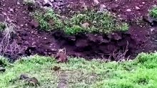Tense Wildlife Encounter Stray Dog Meets Wild Lioness on Muddy Road