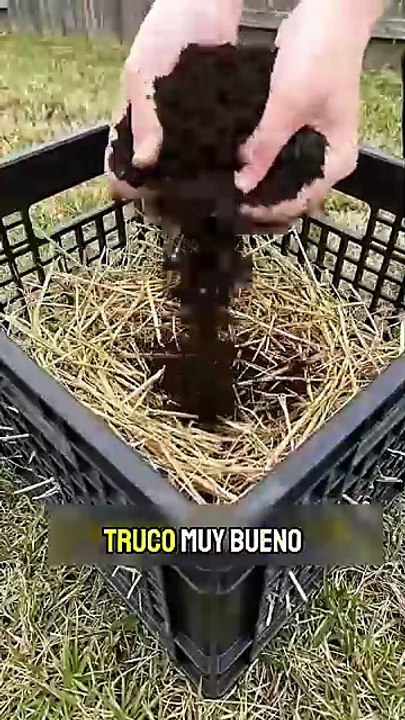 Cómo Sembrar Vegetales en Casa_2