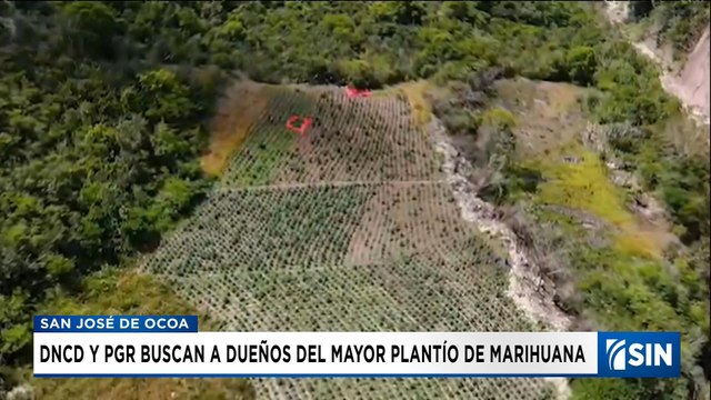 Desmantelamiento de una plantación de marihuana en San José de Ocoa | Emisión Estelar SIN con Alicia Ortega