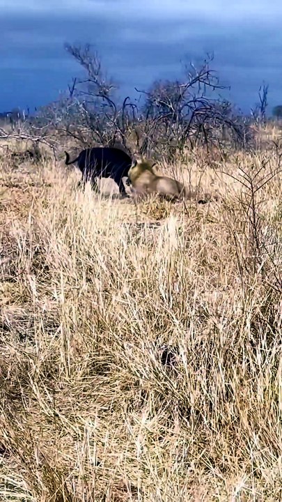 Lion Pride Battles Buffalo Herd Brutally