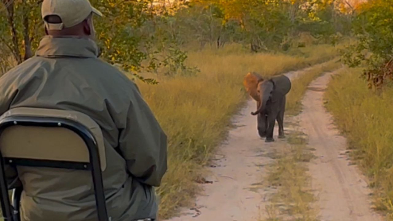 Adorable baby elephant hilariously backs down during safari encounter