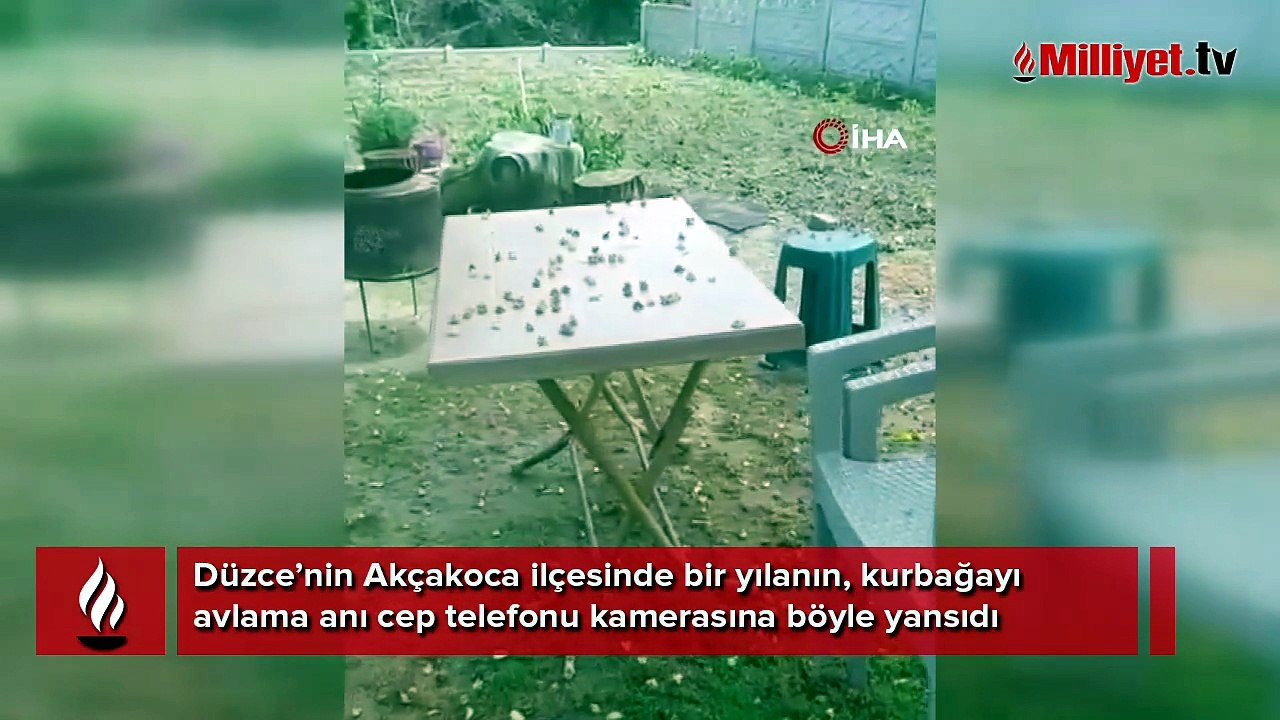 Belgeselleri aratmayan görüntü! Canını kurtarmak için kaçan...