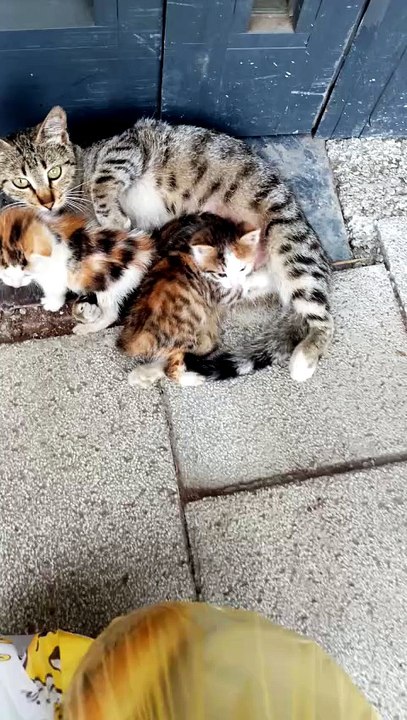 #sweet cat