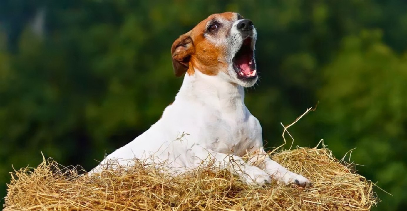 Twelve Dog Breeds Prone to Mental Health Challenges
