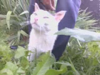 Le testate della Pepita