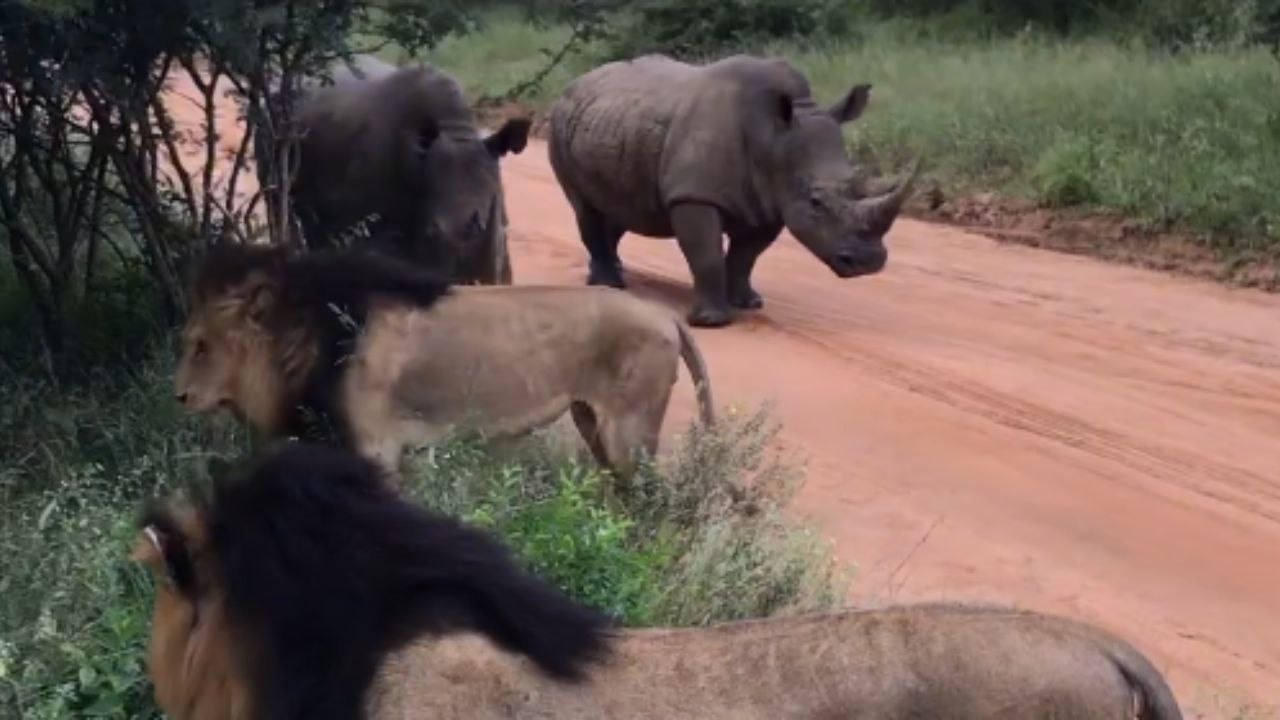 Hilarious Moment as Male Lions Dash Away from Approaching Rhinos