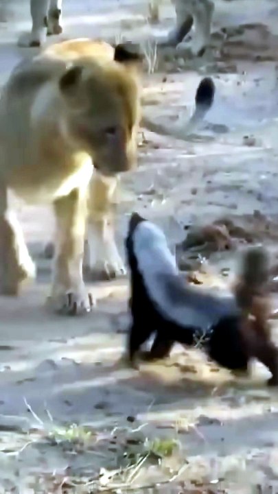 Honey Badger Fearlessly Fights Off Pride of Lions in the Wild