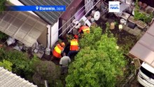 Japonia: złapano niedźwiedzia błąkającego się po mieście