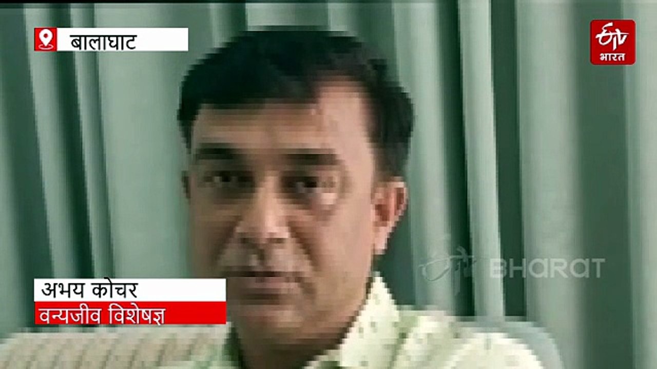 मध्य प्रदेश का 'टाइगर स्टेट' का तमगा खतरे में! कान्हा नेशनल पार्क बना बाघों का कब्रगाह