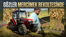 Batman'da Mercimek Mesaisi Başladı, Çiftçi Rekolteye Güveniyor