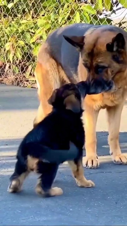 Funny cute German Shepherd😍😍😍😍😍😍😍😍😍😍😍😍😍💕💕💕💕folow