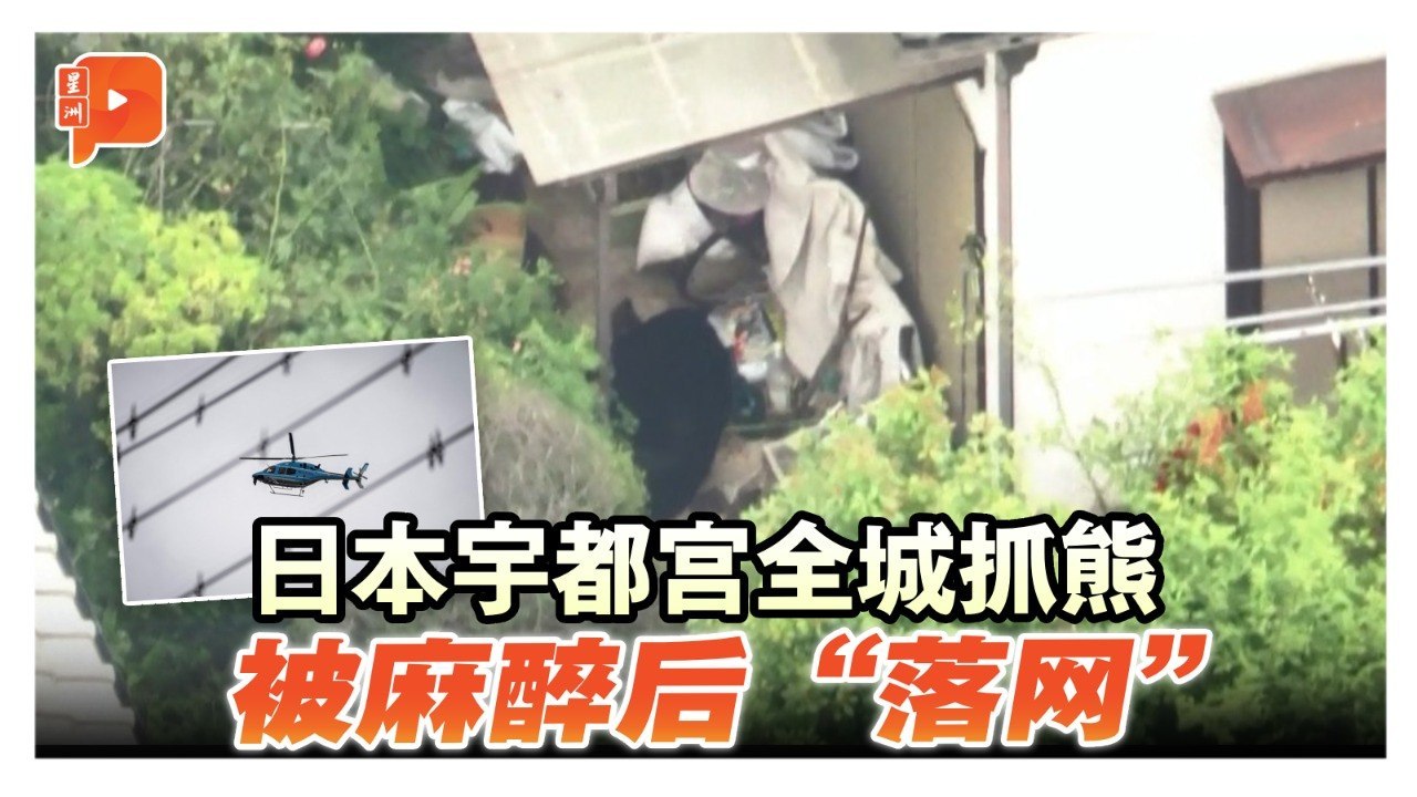 日本宇都宫现熊踪 游荡街头后遭捕获
