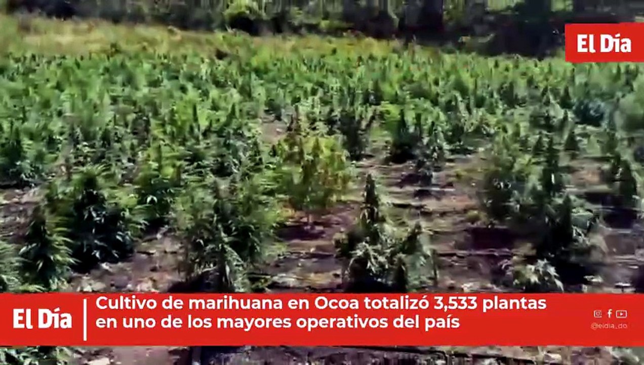 Cultivo de marihuana en Ocoa totalizó 3,533 plantas en uno de los mayores operativos del país