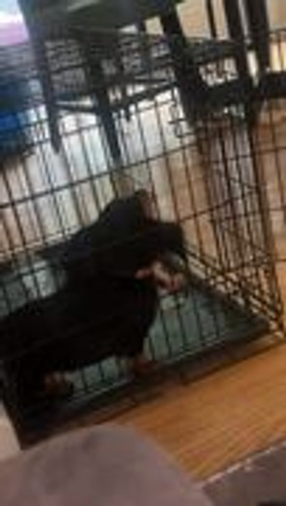 Dachshund Thinks She's Stuck Despite Open Crate Door