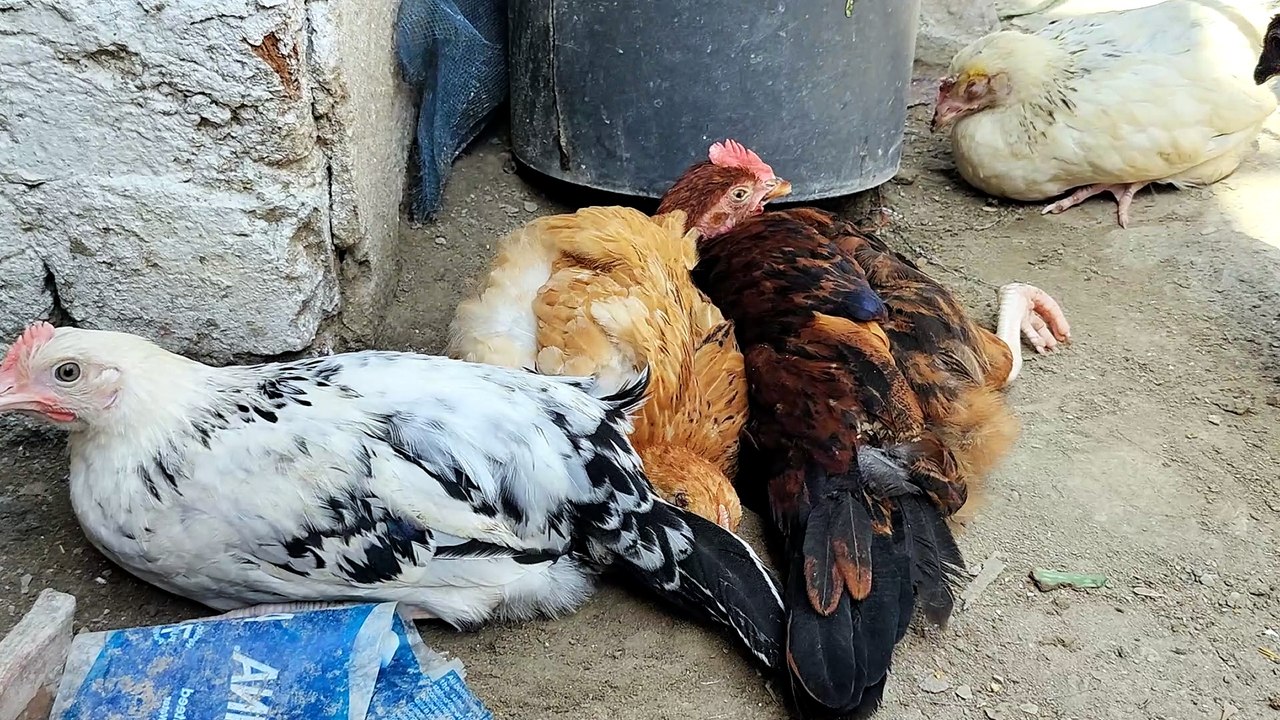Hen's playing in the mud Corner