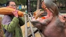 Hippo Vs Giant Squash: A Surprising Snack...