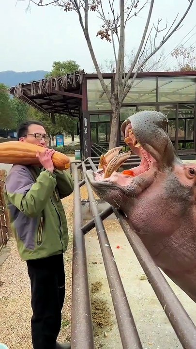 Hippo Vs Giant Squash: A Surprising Snack...