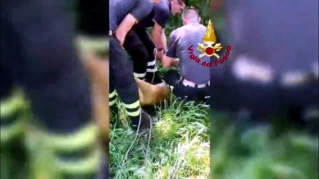 Capriolo femmina salvato dai vigili del fuoco e liberato nel bosco a Udine