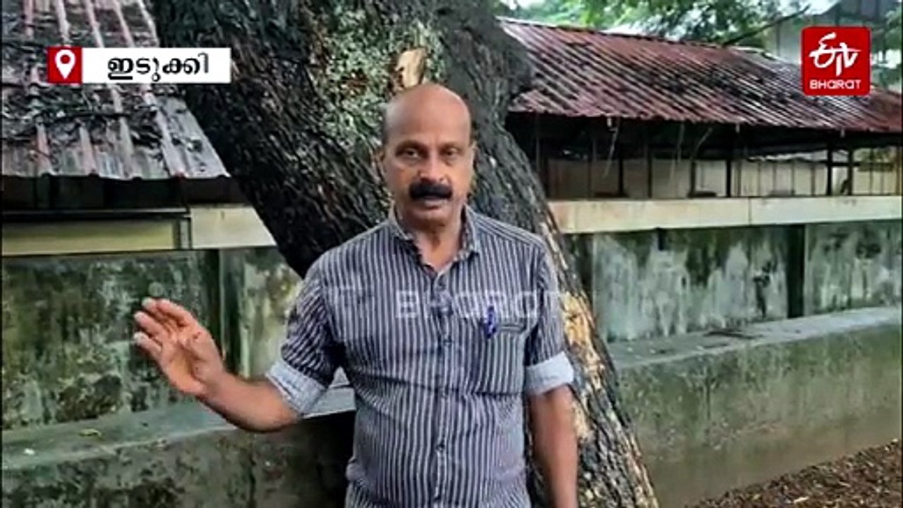 അടിമാലി ഗവ. ഹൈസ്‌കൂളിൽ ഊട്ടുപുരയ്ക്ക് മുകളിൽ 'മരണക്കെണിയായി' കൂറ്റൻ വാകമരം; കനത്ത മഴയിൽ ഭീതിയോടെ വിദ്യാലയം