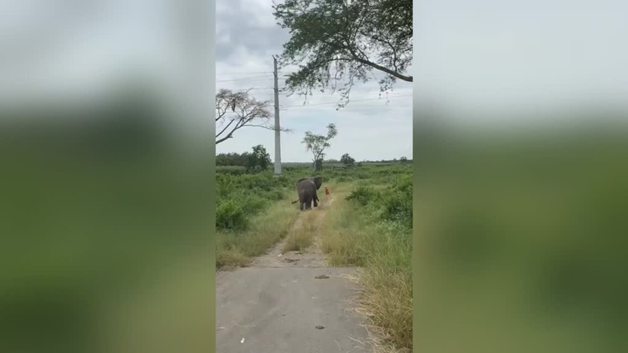 Elephant Charges at Man During Safari Trip