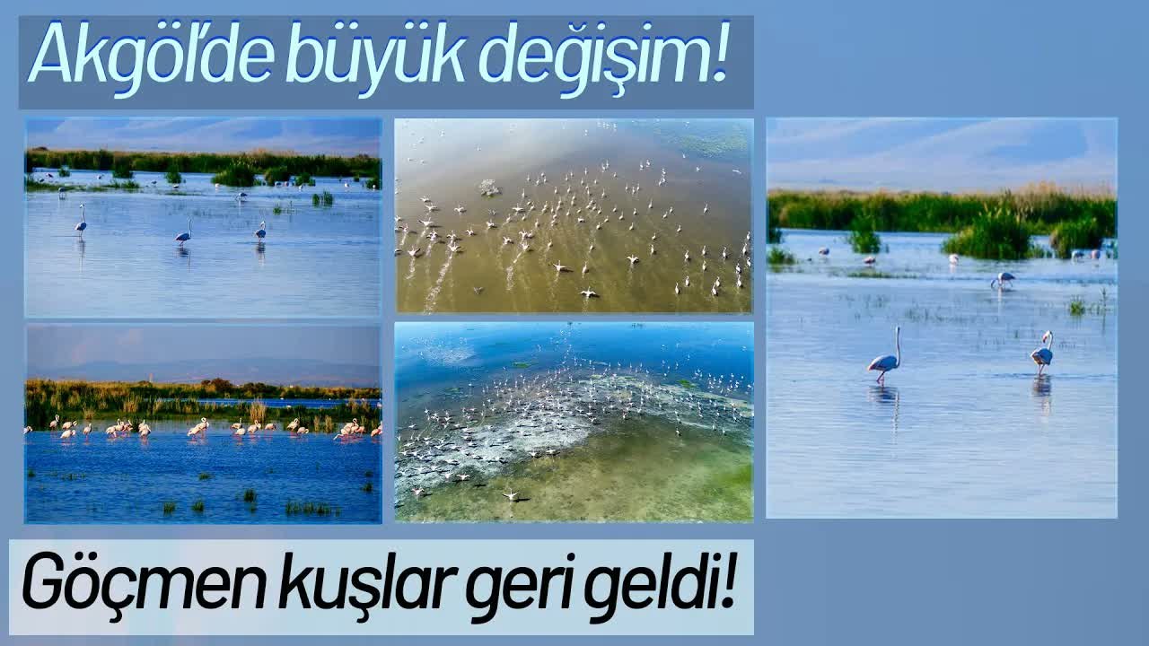Kuruyan Akgöl Yeniden Hayat Buldu, Flamingolar Geri Döndü