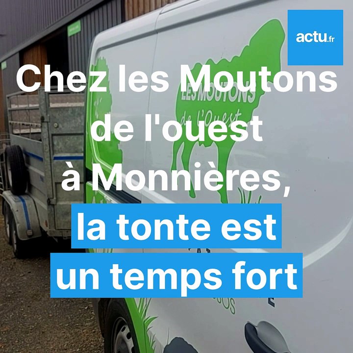 Tonte de moutons à Monnières - Mai 2026