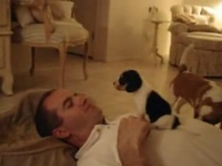 Small dog is learning