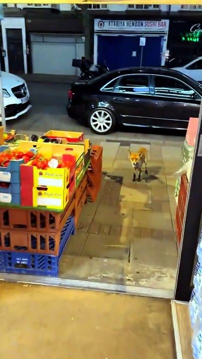 🦊❤️ Un vendeur immortalise sa belle amitié avec un renard qui vient chaque jour partager son repas avec lui. 🍽️✨
