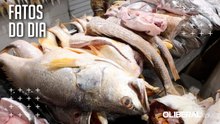 Safra reduz preço de pescados em Belém, mas filhote segue em alta